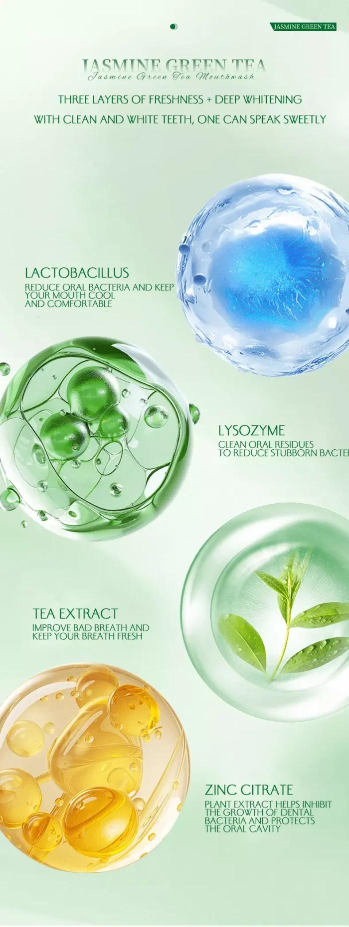Close-up of natural probiotic ingredients in jasmine green tea gum care mouthwash including green tea extract and lactobacillus Close-up of natural probiotic ingredients in jasmine green tea gum care mouthwash including green tea extract and lactobacillus