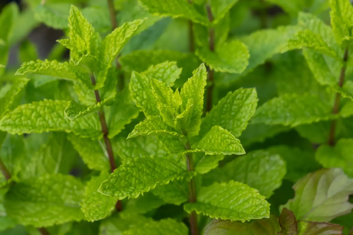 Private label fluoride toothpaste tubes manufacturer