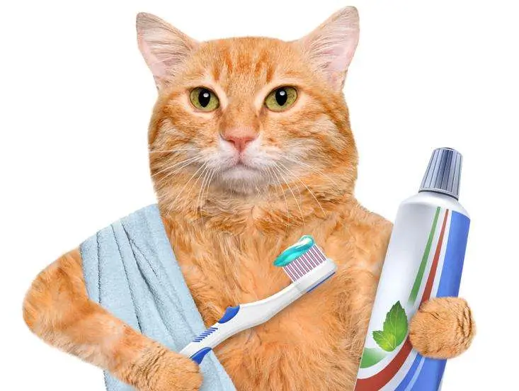 Top pet toothpaste suppliers comparison 2026 – wholesale pricing, MOQ, certifications, and private label options from Guangzhou Toothpaste Factory, Virbac, Petsmile and more for retailers and brands